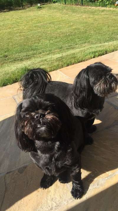 Shih Tzu von Jung bis Senioren-Beitrag-Bild