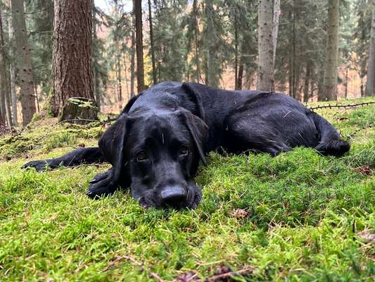 Hundetreffen-Neu in Berlin - Coda sucht neue Freunde-Bild