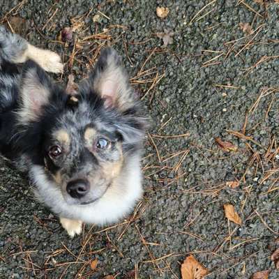 Hundetreffen-Zusammen Gassi und spielen-Bild