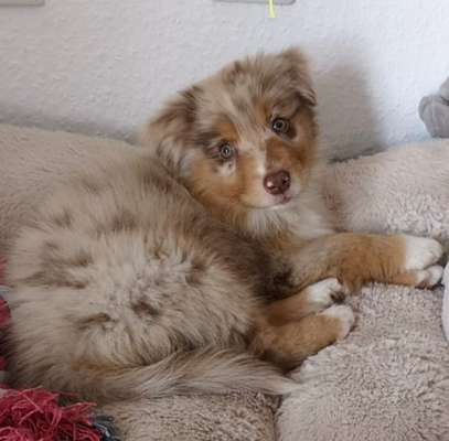 Welpen Bilder !-Beitrag-Bild