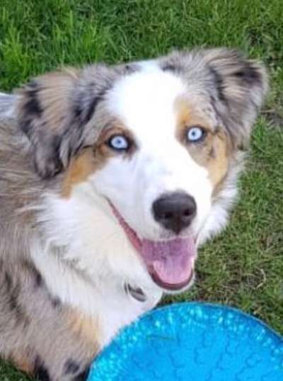 CHALLENGE NR. 19 - Der Hundeblick-Beitrag-Bild