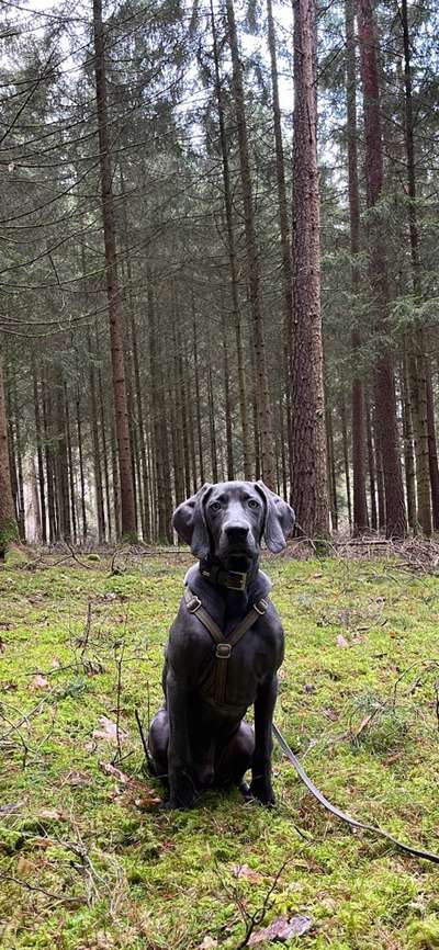 Weimaraner-Beitrag-Bild