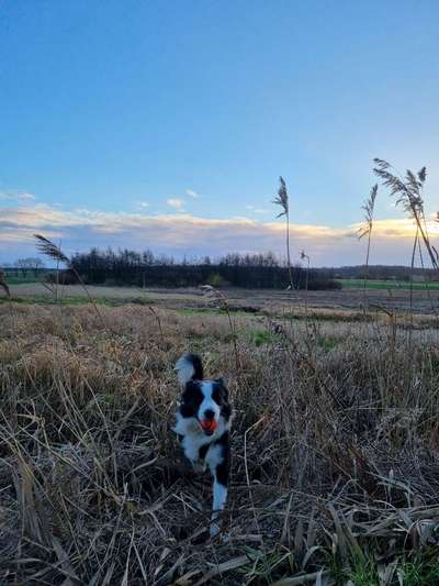 Postet das beste Foto von euren 4 beinern-Beitrag-Bild