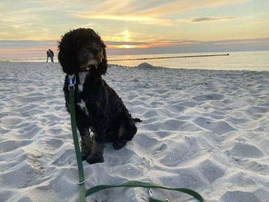 Challenge 41 - Mein Hund im Urlaub-Beitrag-Bild