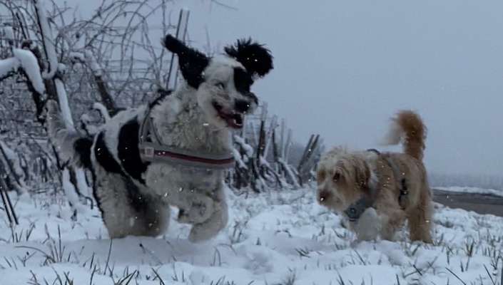 Seltene Rassen!-Beitrag-Bild