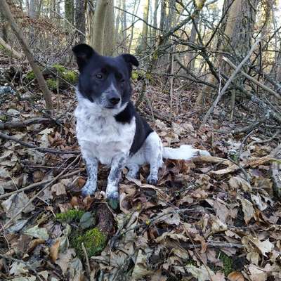 Hundetreffen-Hundekontakte-Bild