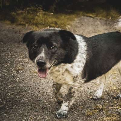 Hundetreffen-Hundekontakte-Bild