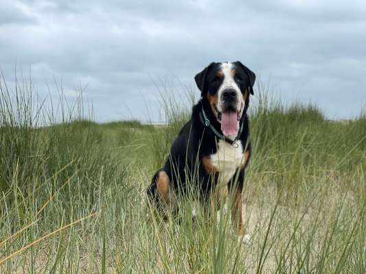 Schweizer Sennenhunde-Beitrag-Bild