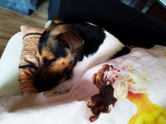 Jack Russell Terrier-Beitrag-Bild