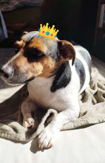 Jack Russell Terrier-Beitrag-Bild