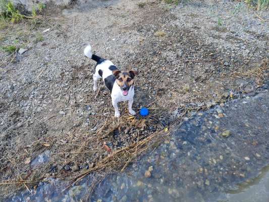 Jack Russell Terrier-Beitrag-Bild