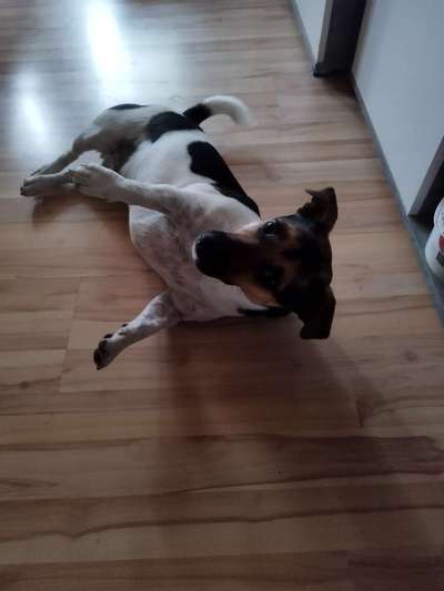 Jack Russell Terrier-Beitrag-Bild