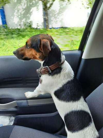 Jack Russell Terrier-Beitrag-Bild