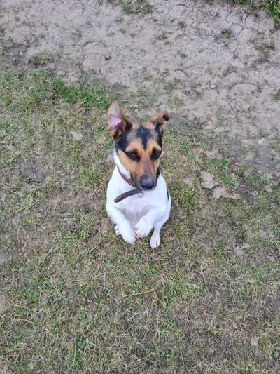 Jack Russell Terrier-Beitrag-Bild