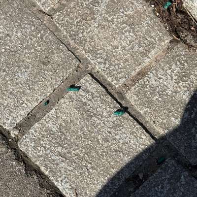 Giftköder-Rattengift, Blaukorn in Merzhausen-Bild