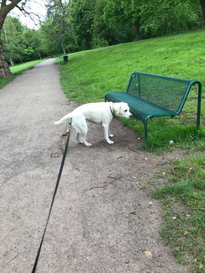 Hundetreffen-Gassi Runde Rastatt-Bild