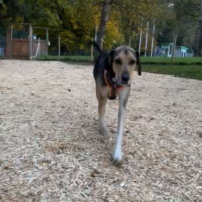 Hundetreffen-Hundetreffen zum Toben (Eingezäunte Hundewiese)-Bild