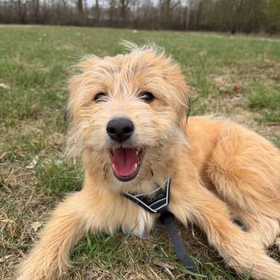 Hundetreffen-Malou sucht Freunde-Bild