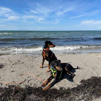 Hundetreffen-Gassi, Spiel, Spaß und Training-Bild