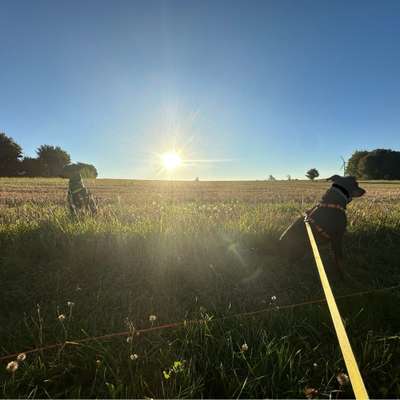 Hundetreffen-Training/Spielen-Bild