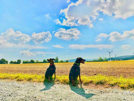 Hundetreffen-Pinschertreff-Bild