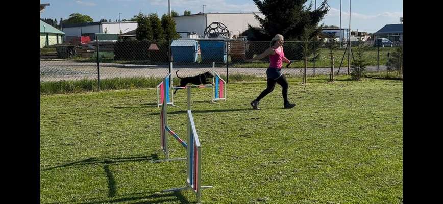 Hundeschulen-Bello Fantastico die Hundeschule-Bild