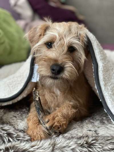 Postet das beste Foto von euren 4 beinern-Beitrag-Bild