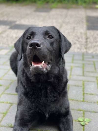 Labradorfans-Beitrag-Bild