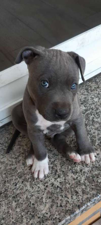 Als Welpen sind sie alle noch süßer-Beitrag-Bild