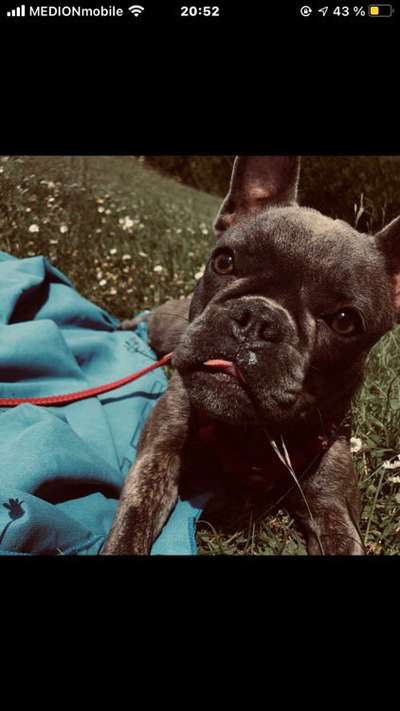 Die Dogorama Monats Challenge "Es grünt und blüht"-Beitrag-Bild