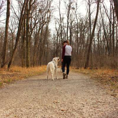 Hundetreffen-Social Walks & Hundebegegnungstraining 🐾-Bild