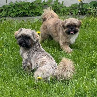 Hundetreffen-Toben und Spielen-Bild