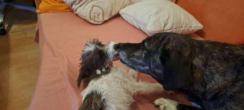 Deine Frage an einen Hundetrainer (Dogorama Webinar)-Beitrag-Bild