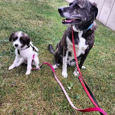 Deine Frage an einen Hundetrainer (Dogorama Webinar)-Beitrag-Bild