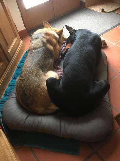 Die Dogorama Wochen Challenge "Friends will be Friends"-Beitrag-Bild