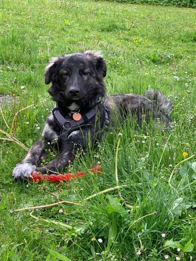 Die Dogorama Monats Challenge "Es grünt und blüht"-Beitrag-Bild