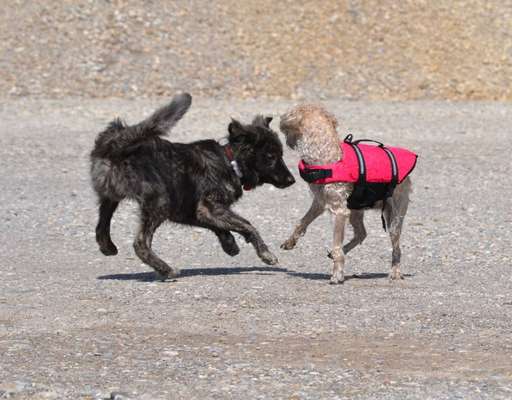 Die Dogorama Wochen Challenge-Beitrag-Bild