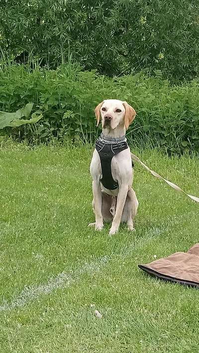 Die Dogorama Kalender Challenge Titelbild-Beitrag-Bild