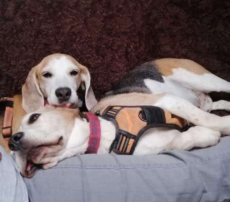 Fotochallenge liebespaare-Beitrag-Bild