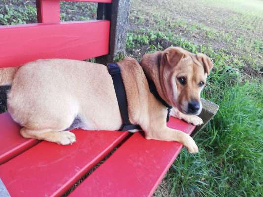 Shar Pei Mischlinge-Beitrag-Bild