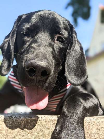 Labradorfans-Beitrag-Bild