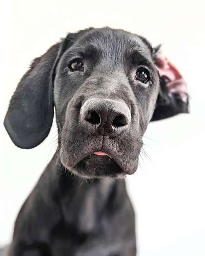 Labradorfans-Beitrag-Bild