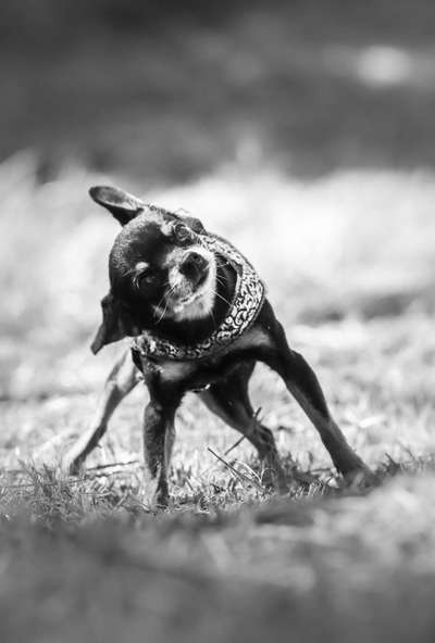 Unsere Fellnasen im Regenbogenland-Beitrag-Bild