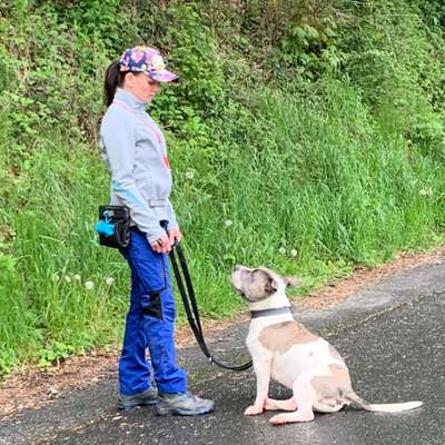 Hundetreffen-Gassi Gang Hundebegegnungen üben-Bild