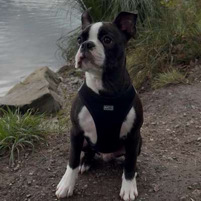 Hundetreffen-🚙🐕 Hundetreffen in Augsburg egal wo, Hauptsache Action!-Bild