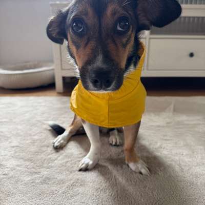 Hundetreffen-Hundekumpels für Luna🐶-Bild