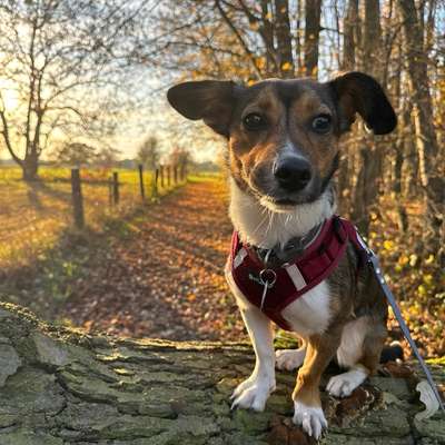 Hundetreffen-Hundekumpels für Luna🐶-Bild