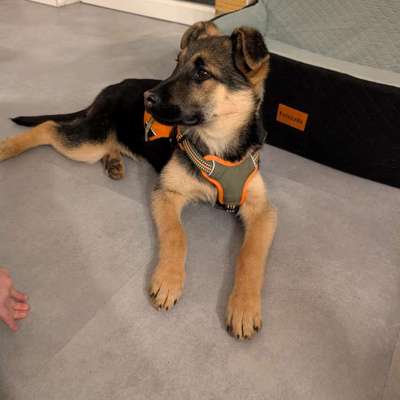 Hundetreffen-Welpentreffen oder Gleichgesinnte-Bild