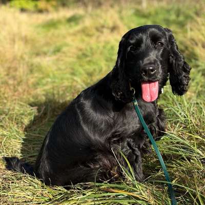 Hundetreffen-Cocker Spaniel HH-Bild