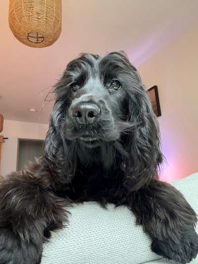 Englisch Cocker Spaniel-Beitrag-Bild
